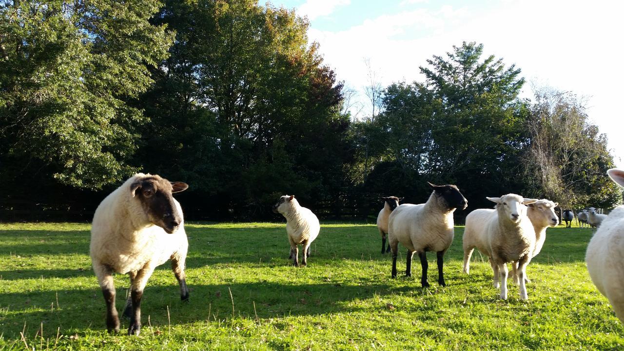Woodbury Farm Bed & Breakfast Takanini ภายนอก รูปภาพ
