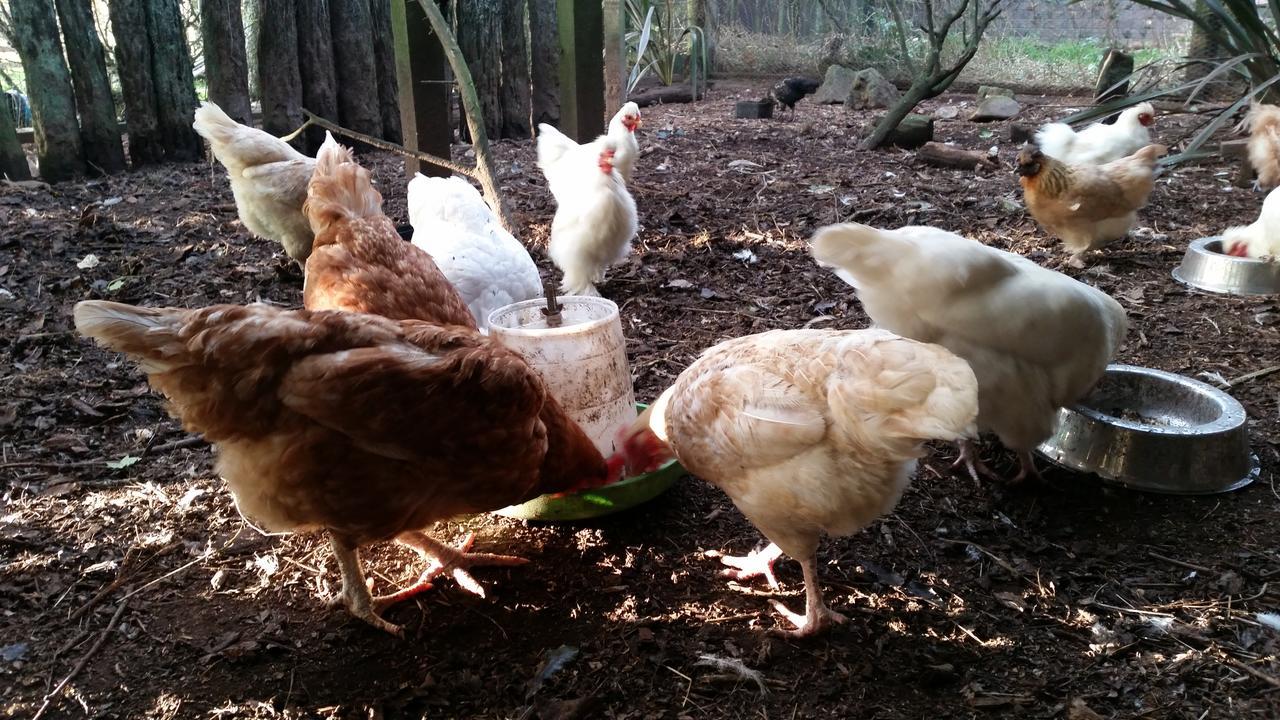 Woodbury Farm Bed & Breakfast Takanini ภายนอก รูปภาพ